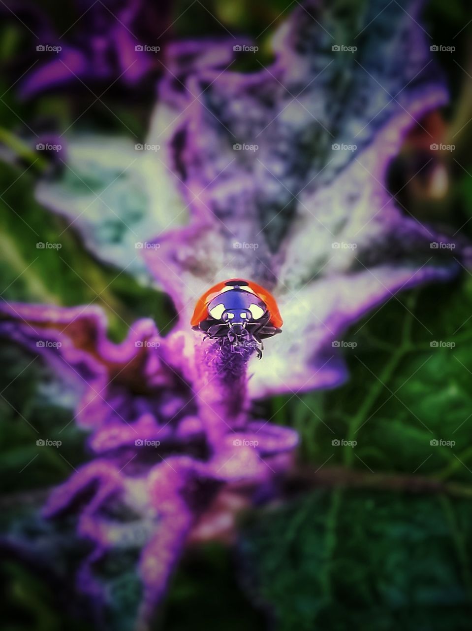 Zoomed in on a lady bug on a purple and green fuzzy leaf weed