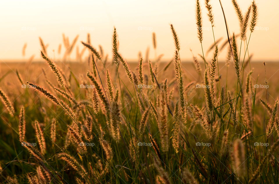 Grass in a field at sunset