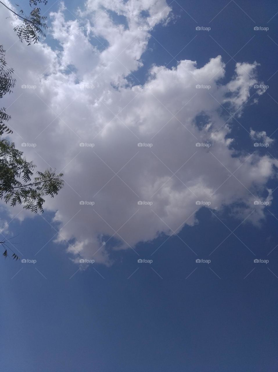 a darkish day white clouds scattered dark tree looks very beautiful