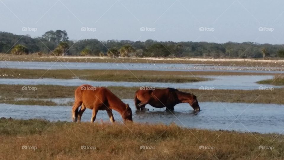 RUNNING FREE