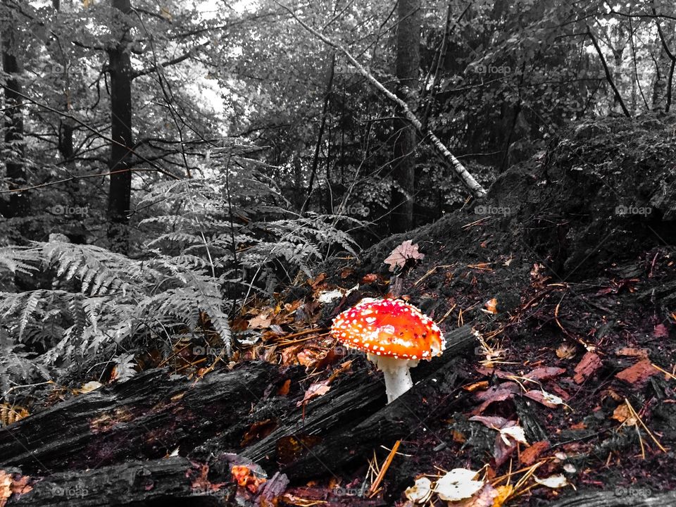fly agaric mushroom