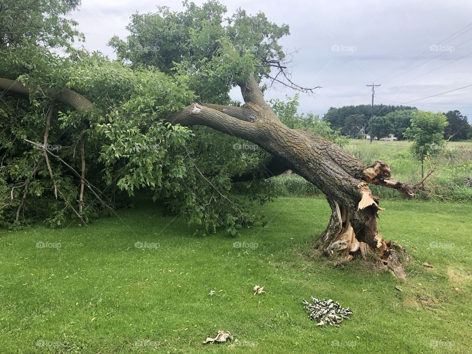 Storm damaged tree laying on a lawn