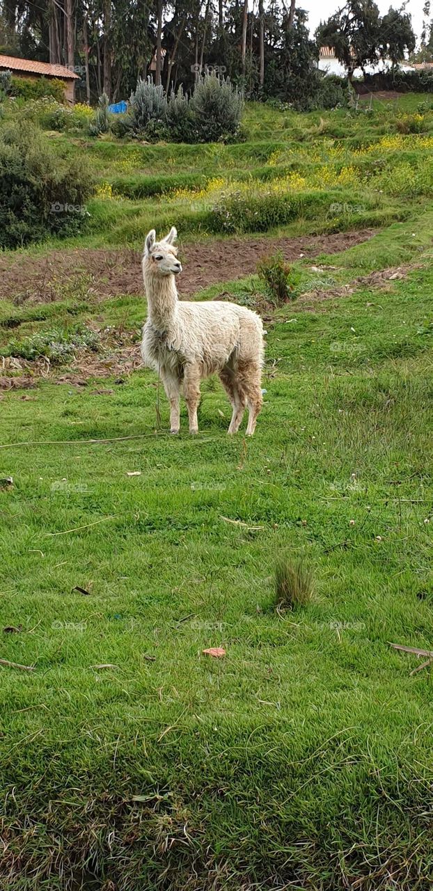 lama in the field