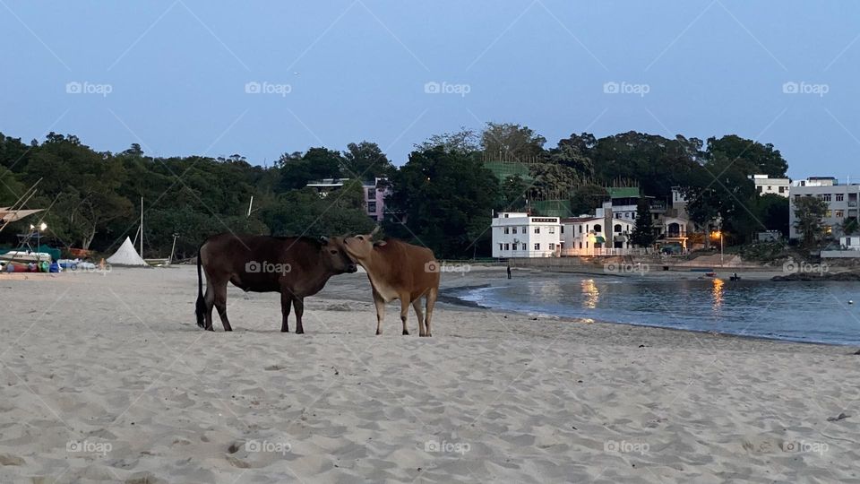 Romance of couple of cow