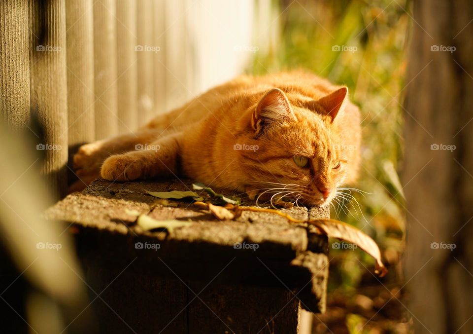Ginger cat napping having rest on a wooden bench under warm sunlight. front view