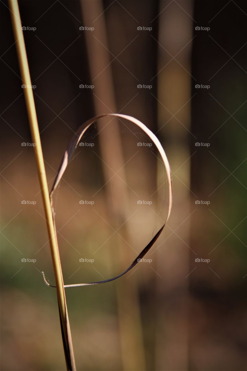 grass leaf curled and dried.