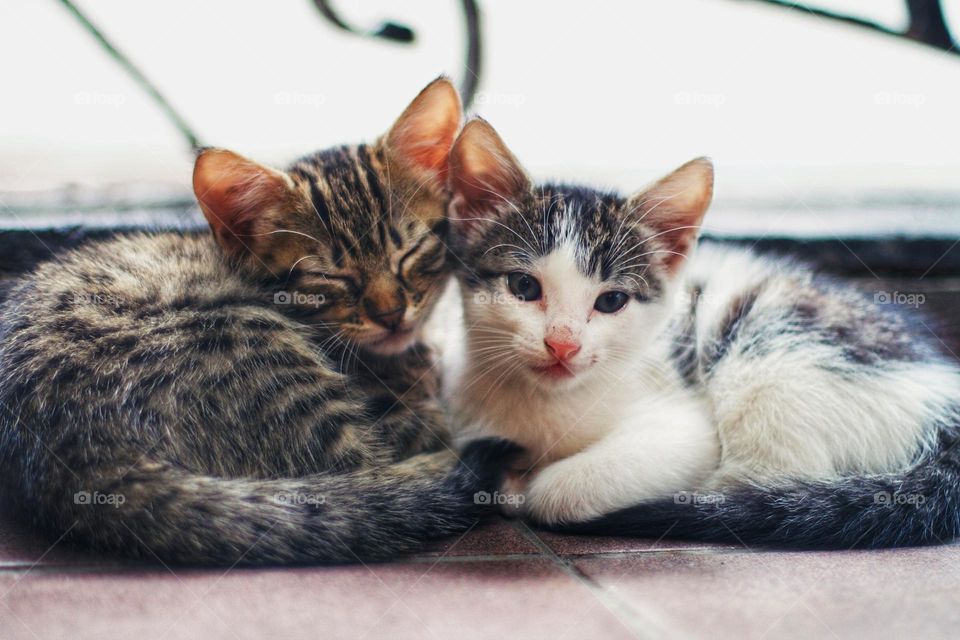 two children love each other