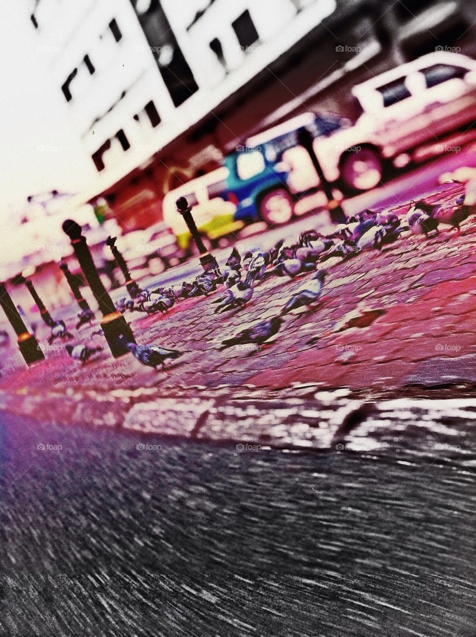 Pigeons in the street