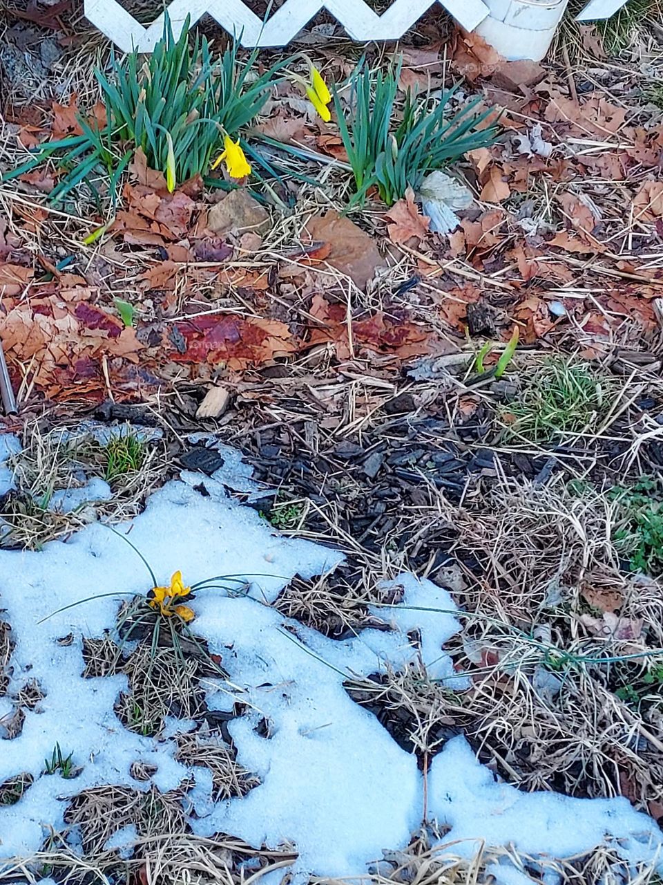 signs of spring are showing even through the ice that is now finally melting and soon will be gone.