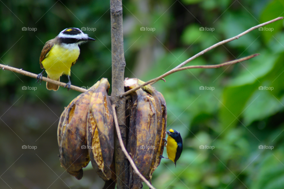 Bird, Wildlife, Nature, No Person, Tropical