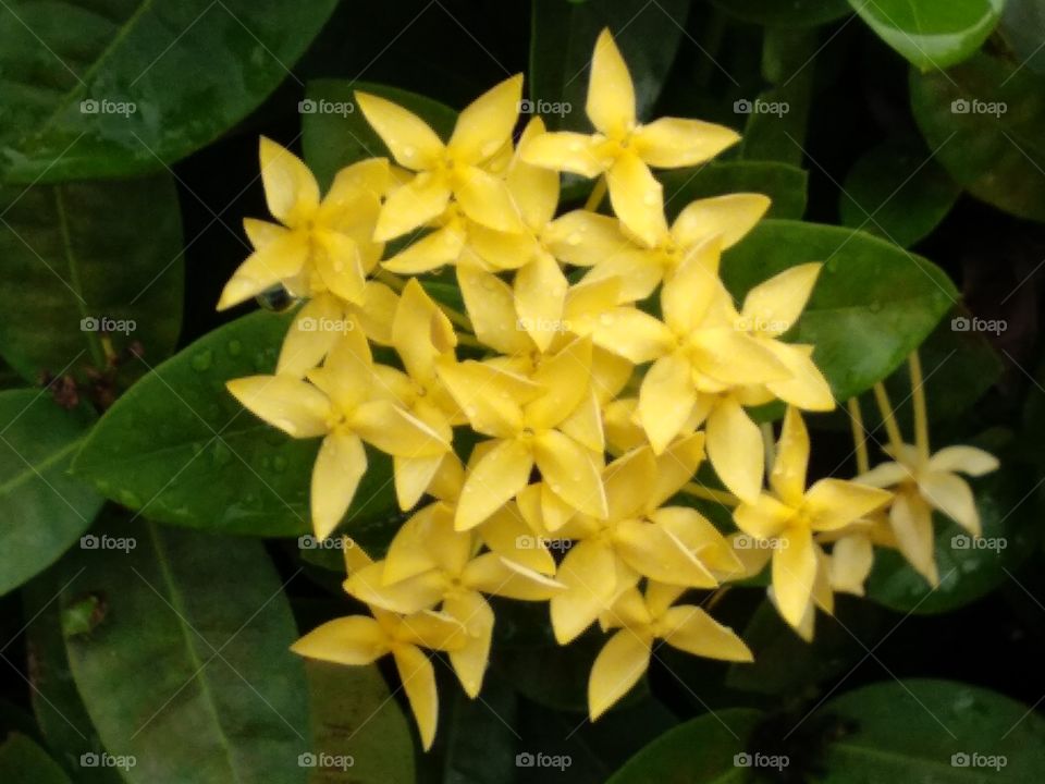 The Yellow Flower In