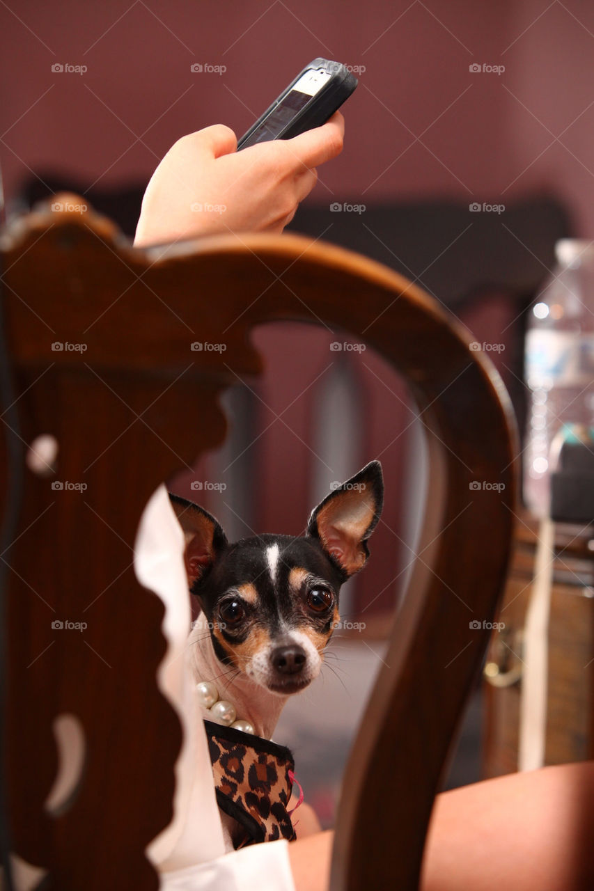 Chihuahua dog posing for photo