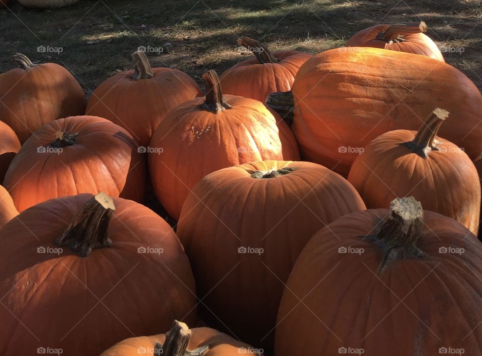 Pumpkins