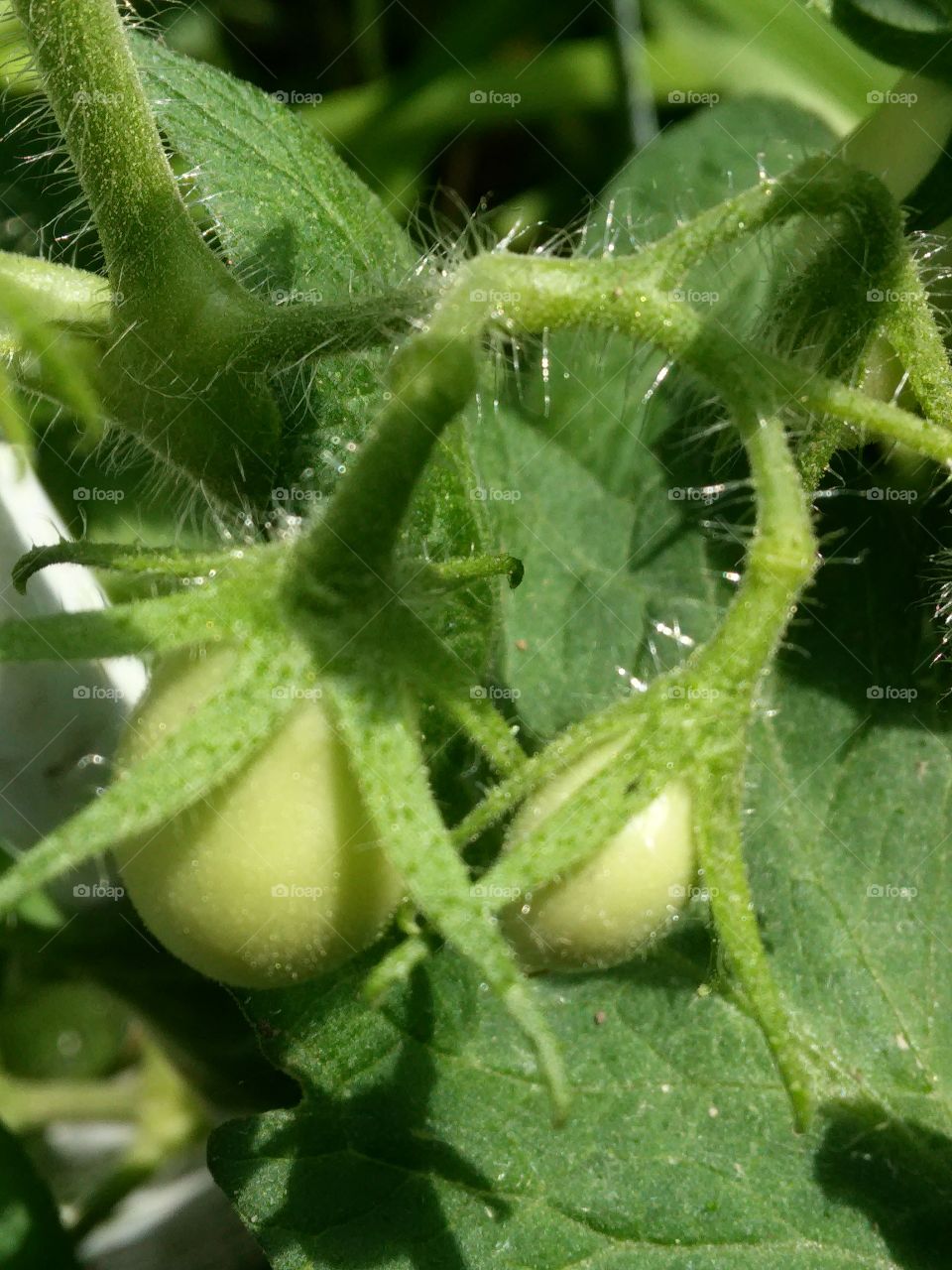 Tomatoe Plant. posted tomatoes plant from my garden