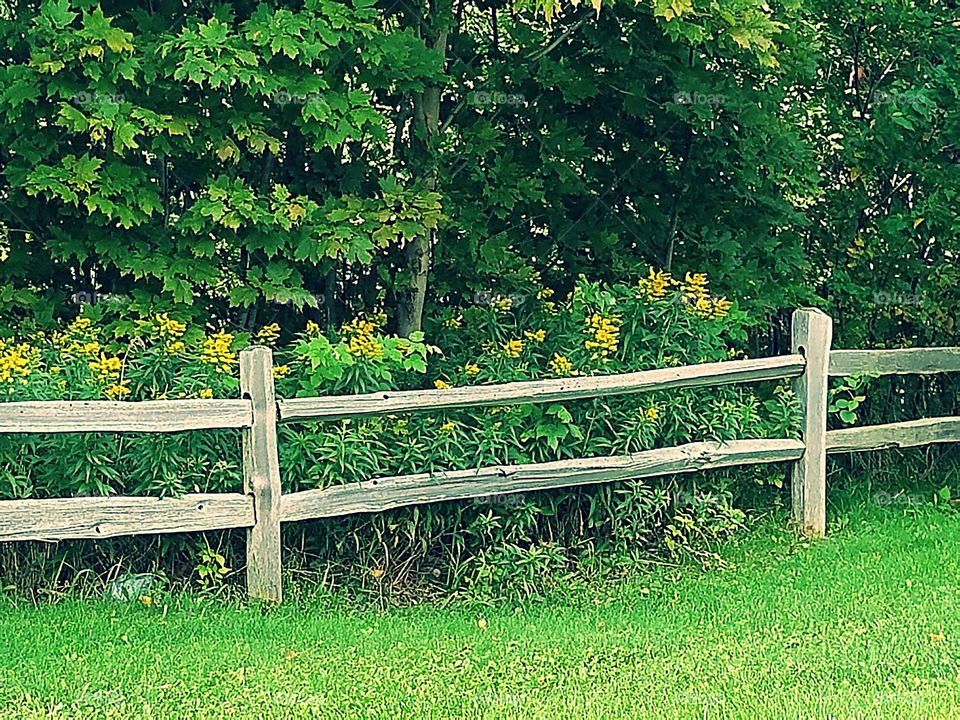 Split Rail Fence by Golden Rod