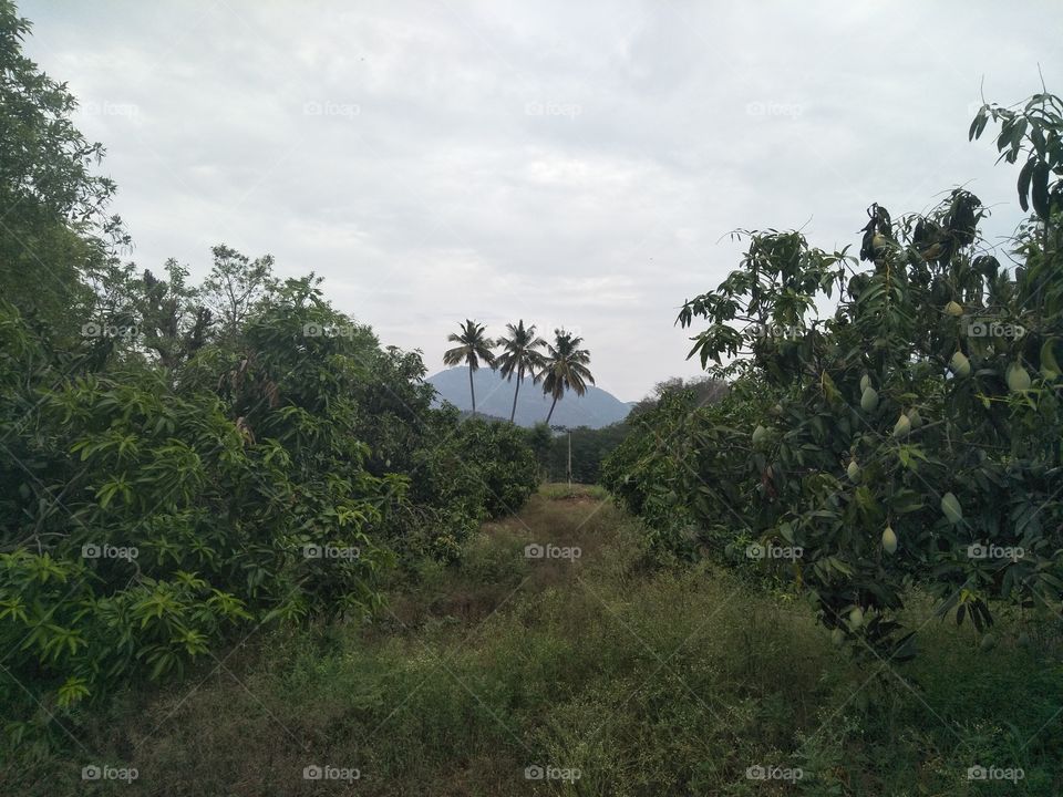 cocont,mango tree, sky
