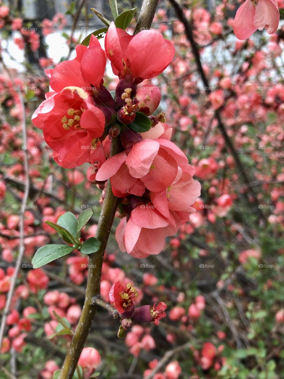 Crab apple blossoms in springtime 