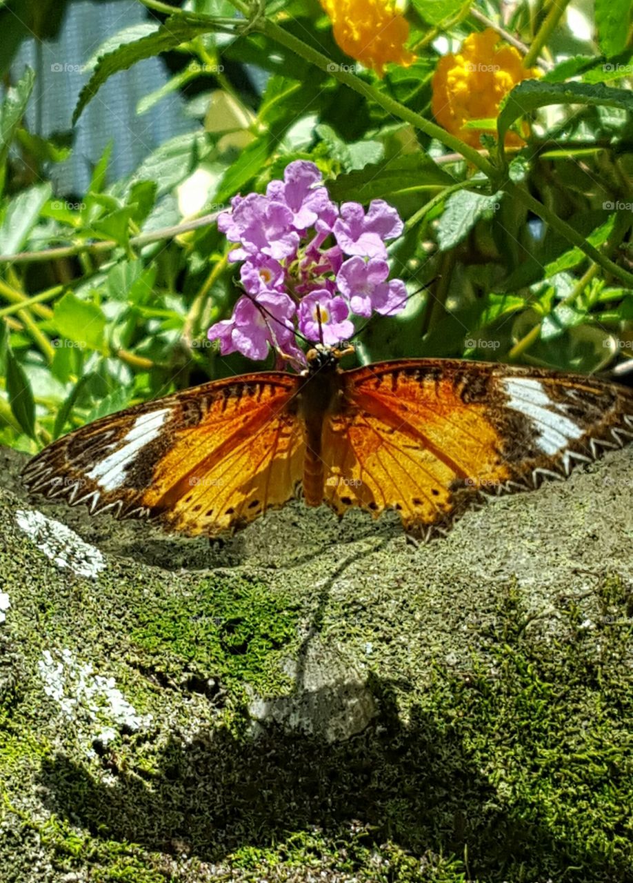 Butterfly flower