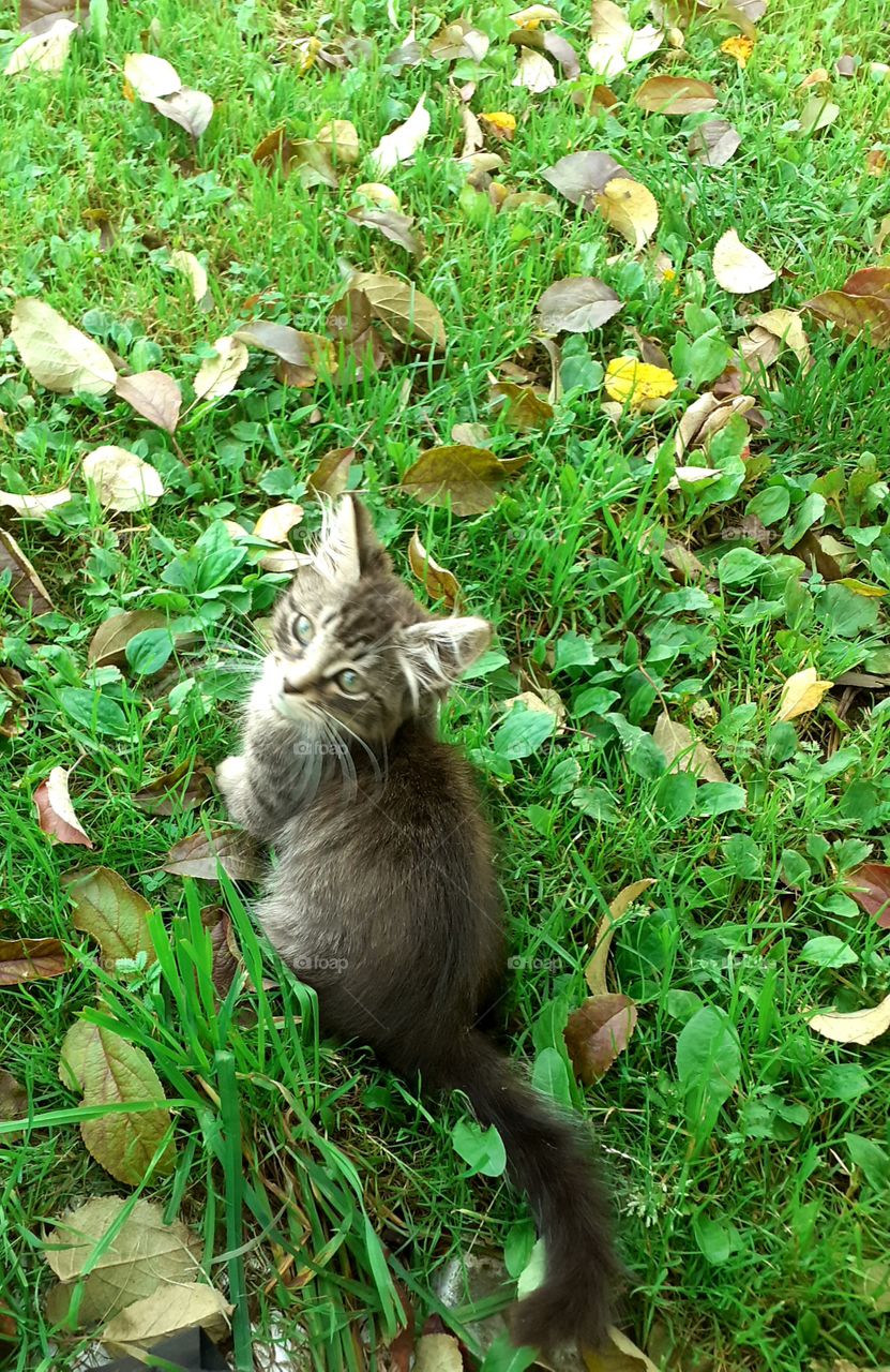 красавица кошка