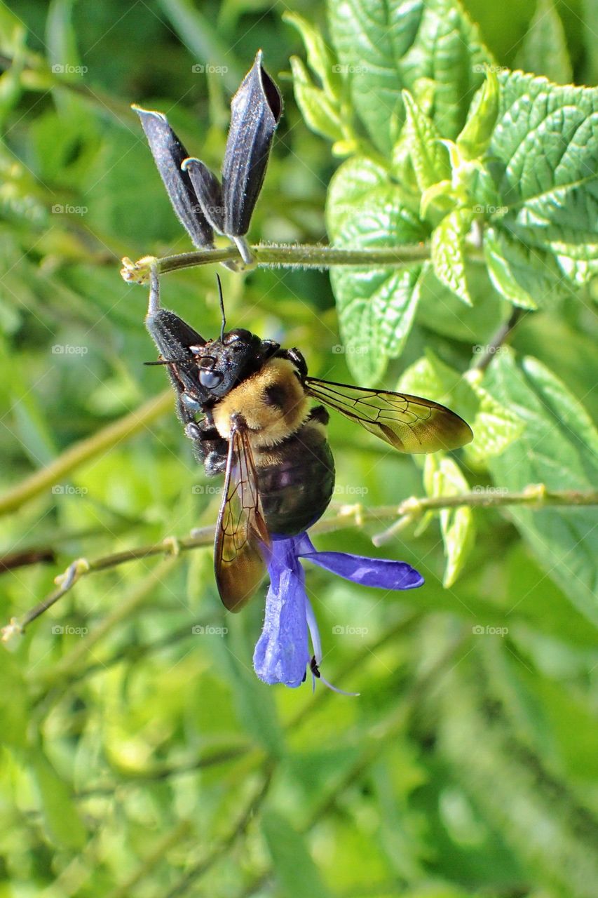 Bumble bee on black and blue salvia
