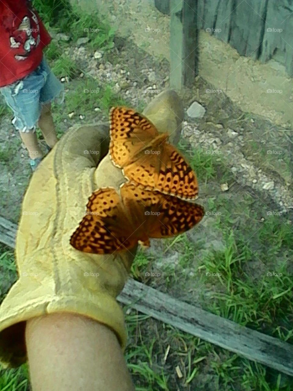 Butterflies on glove