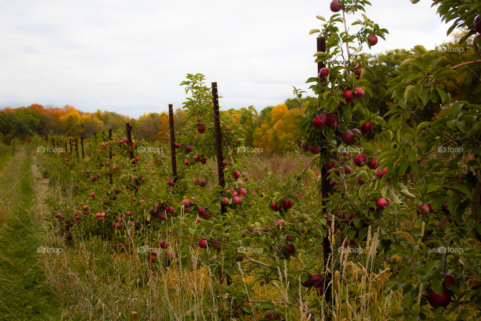 Apple Orchard