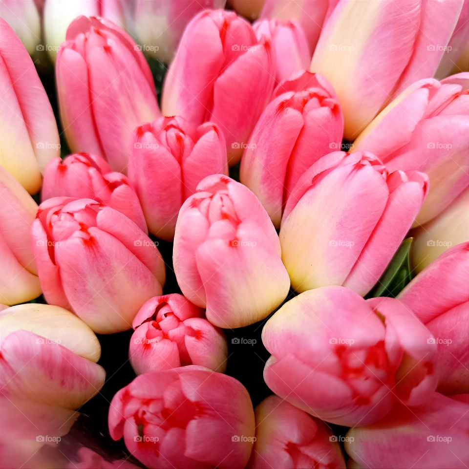 soft pink tulips