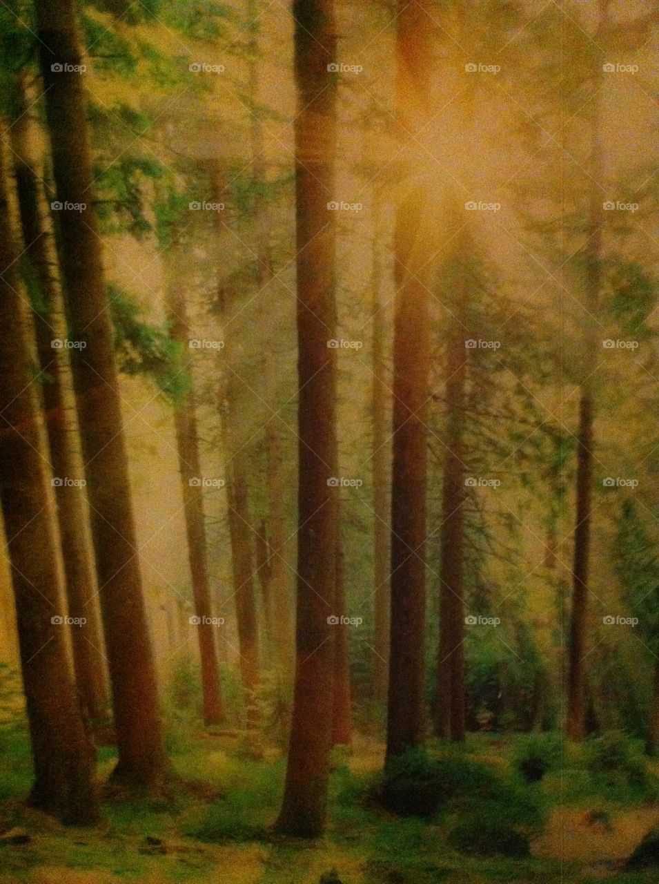 Sunlight Forest. it is a beautiful picture I have on my wall depicting a gorgeous looking forest
