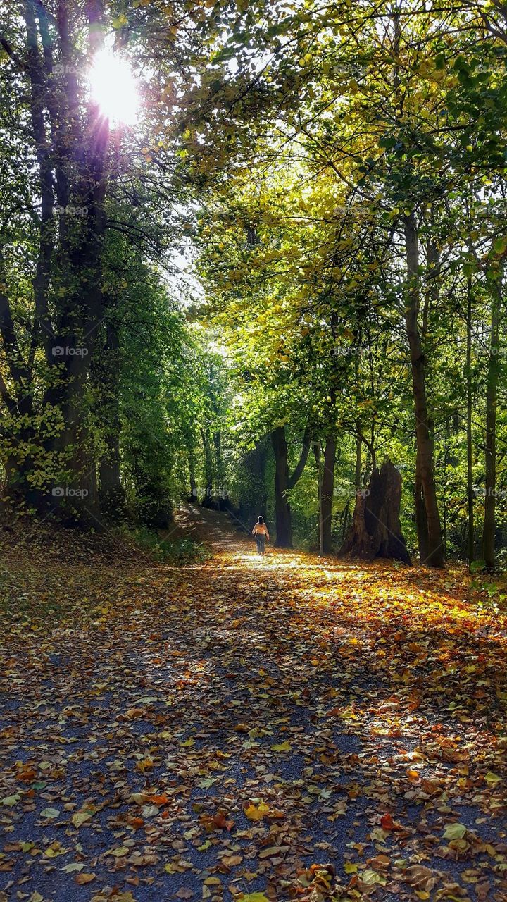 Walking in the autumn forrest