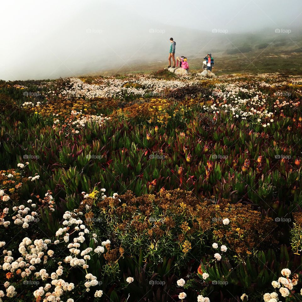 Field of wildflowers and distant fog on the CA coast. 