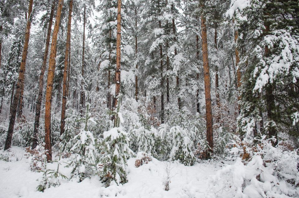 Winter landscape