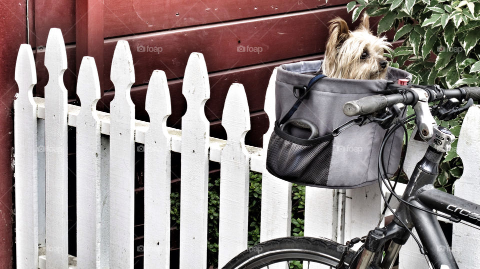 fence bike dog animal by Coastsider