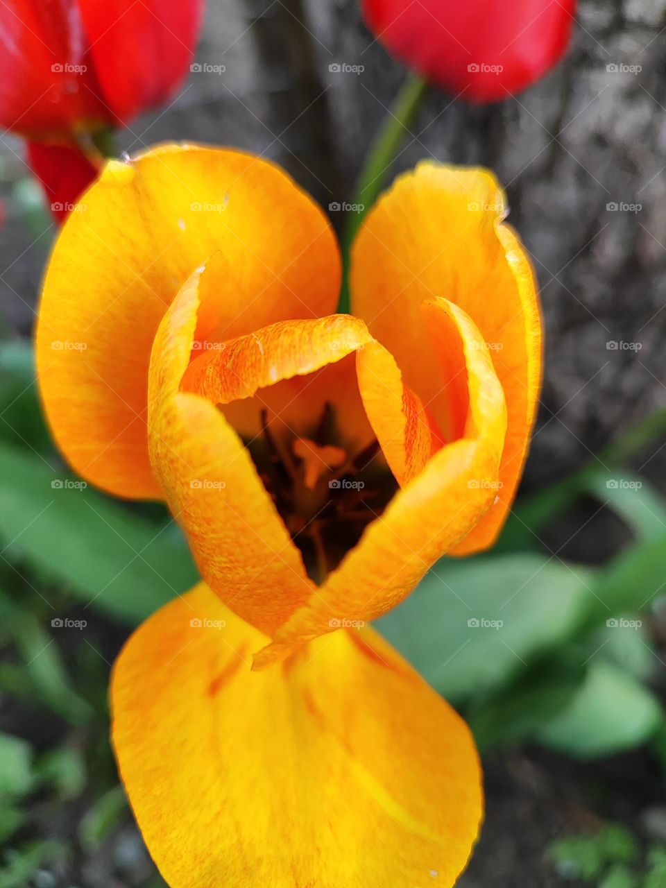 tulip