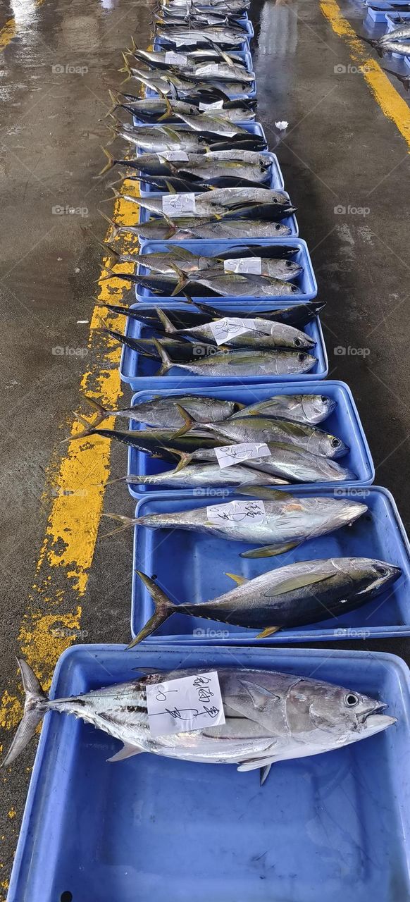 Fish market in the city