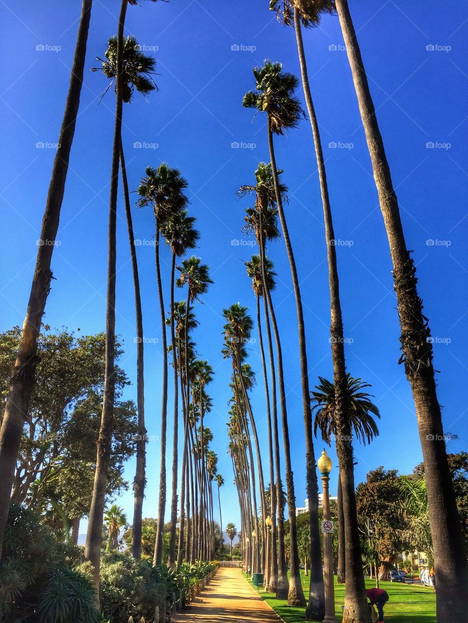 Palm tree heaven