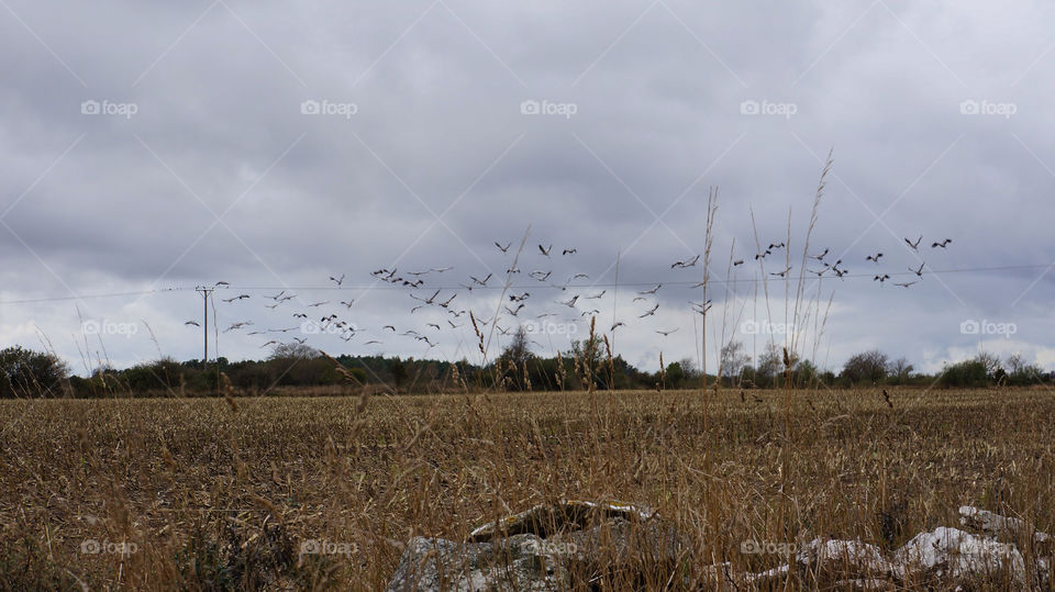 sweden field birds autumn by jensc