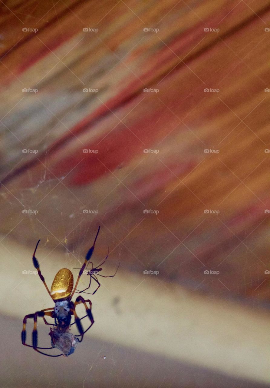 Banana Spider At Work