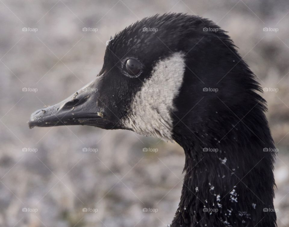 A Canadian goose is covered in drops of water on a very cold morning during his migration.