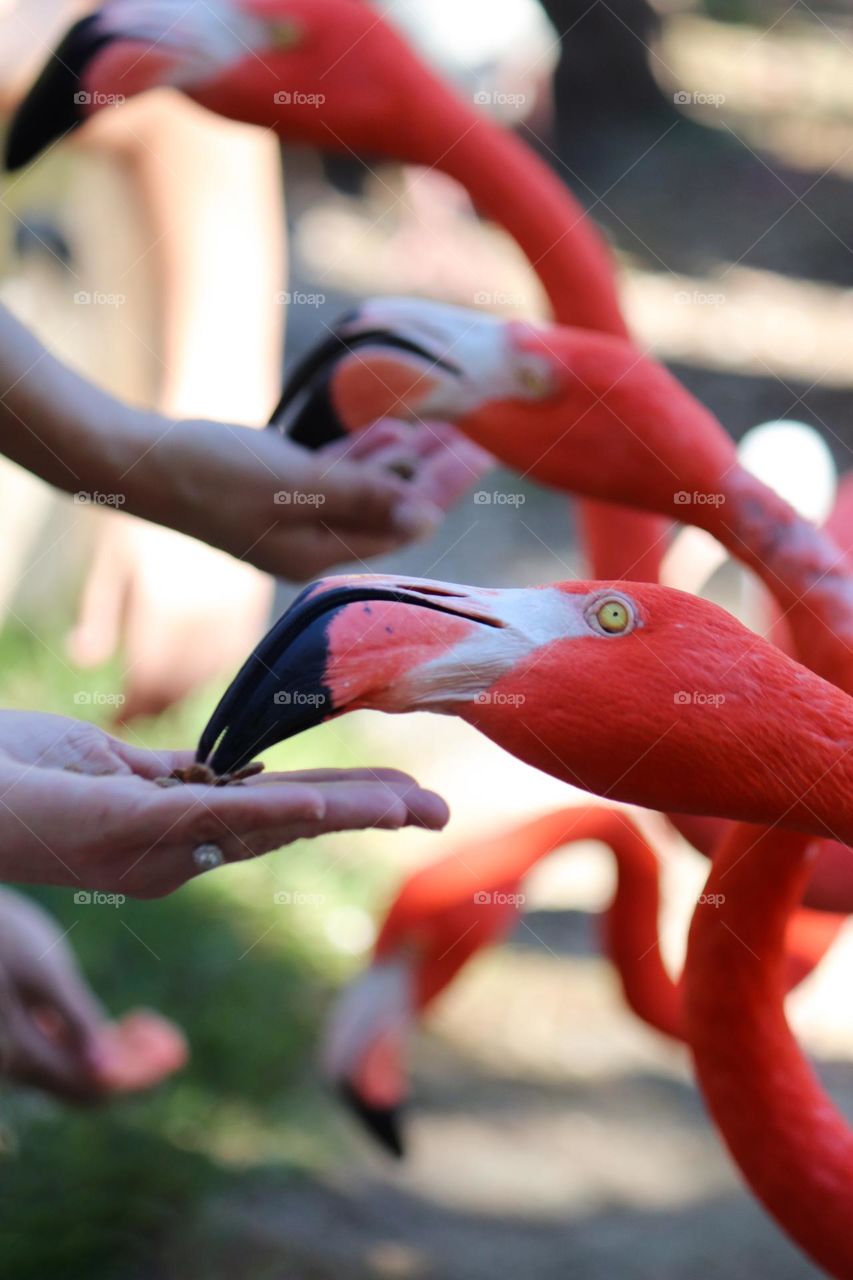 feeding the flamingos