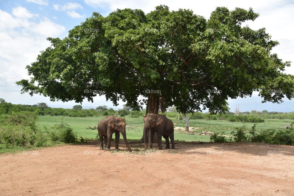 Elephants 