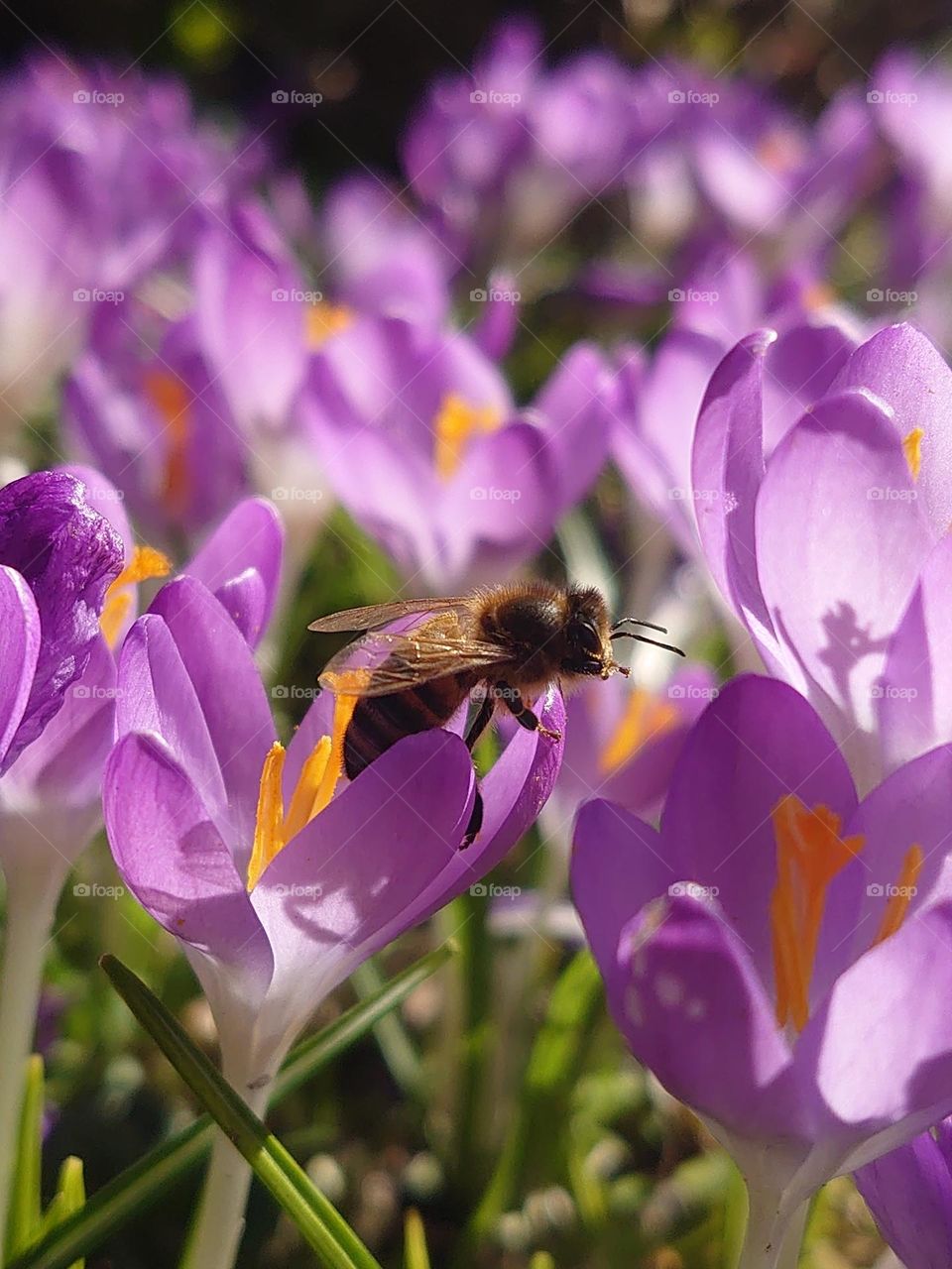 a bee in heaven