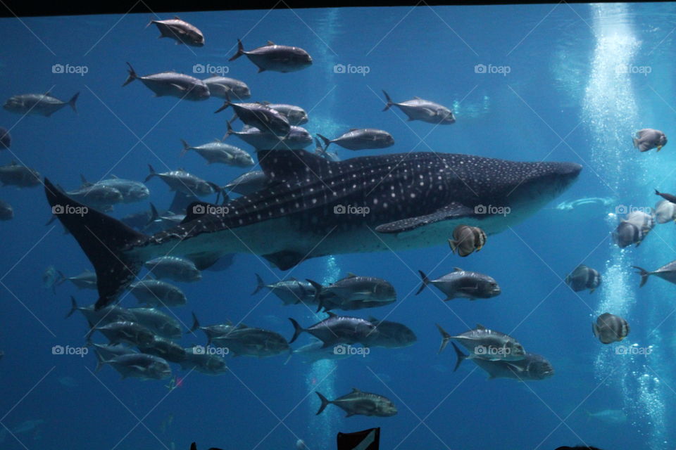 whale shark at Georgia Aquarium