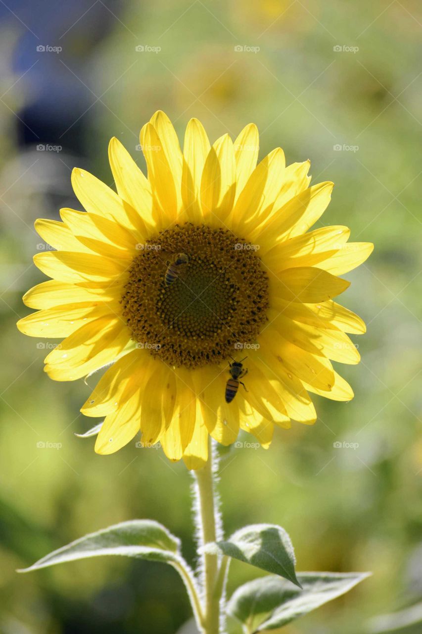 Sunflower and Visitors