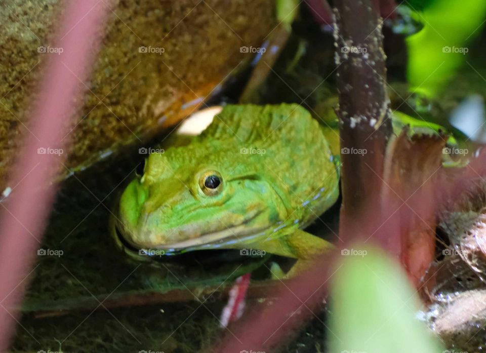 green Bullfrog frog