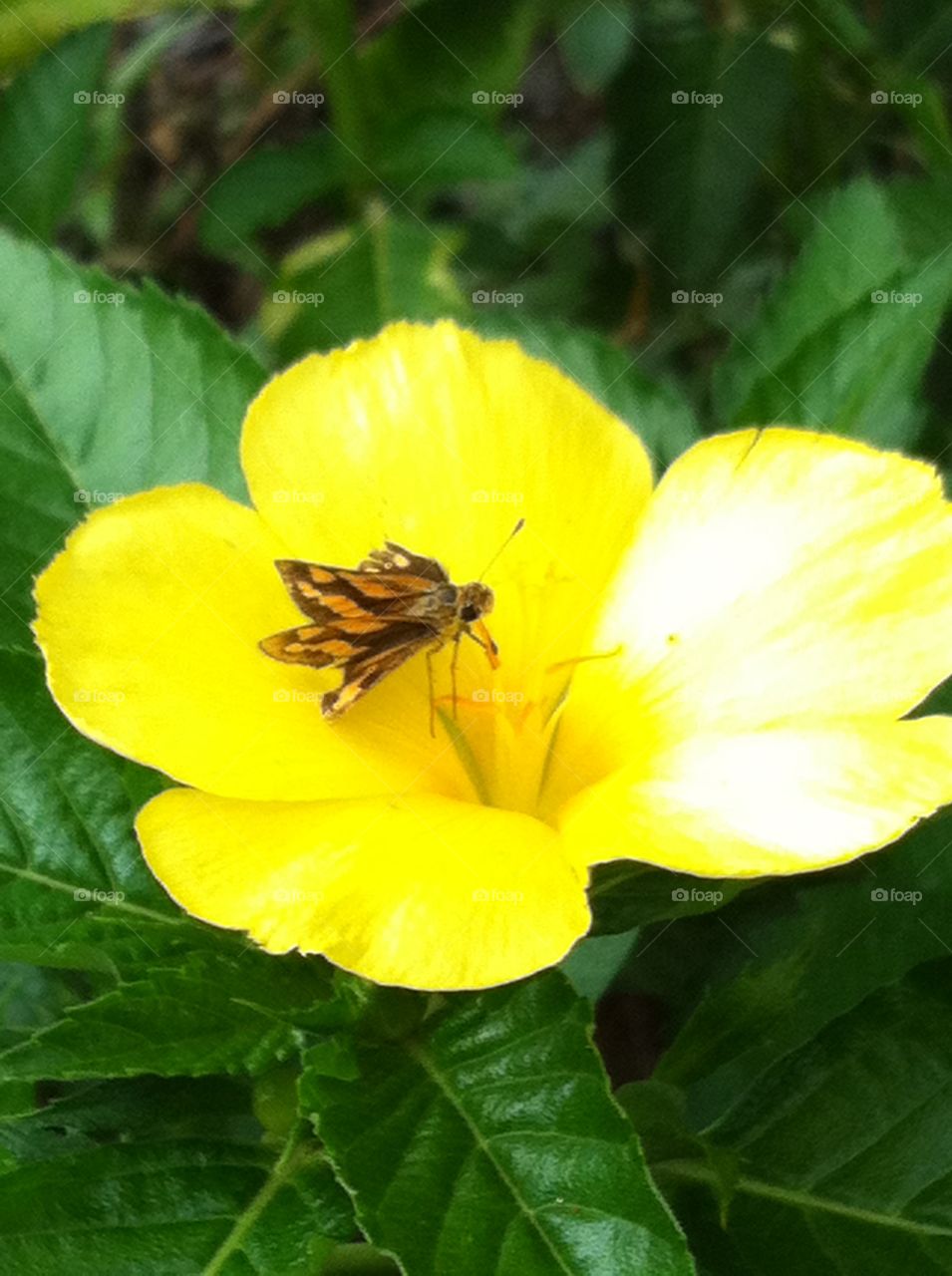 Yellow flower moth 