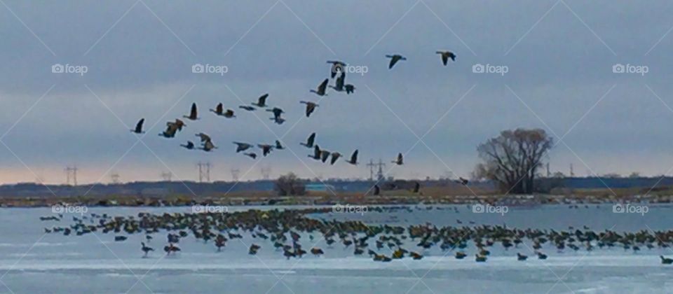 Ducks in migration