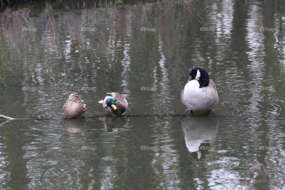 Mallards and Canada Goose