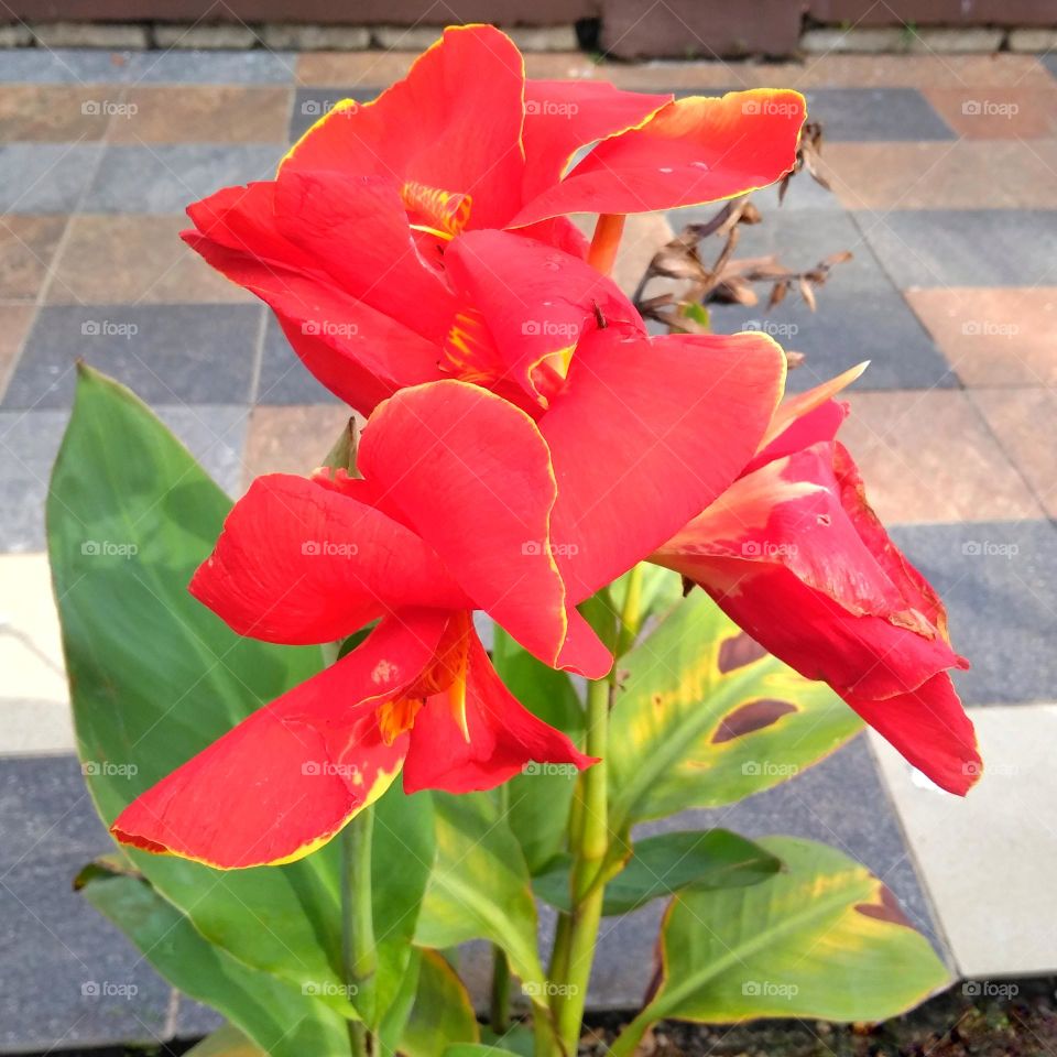 Red flower on the park