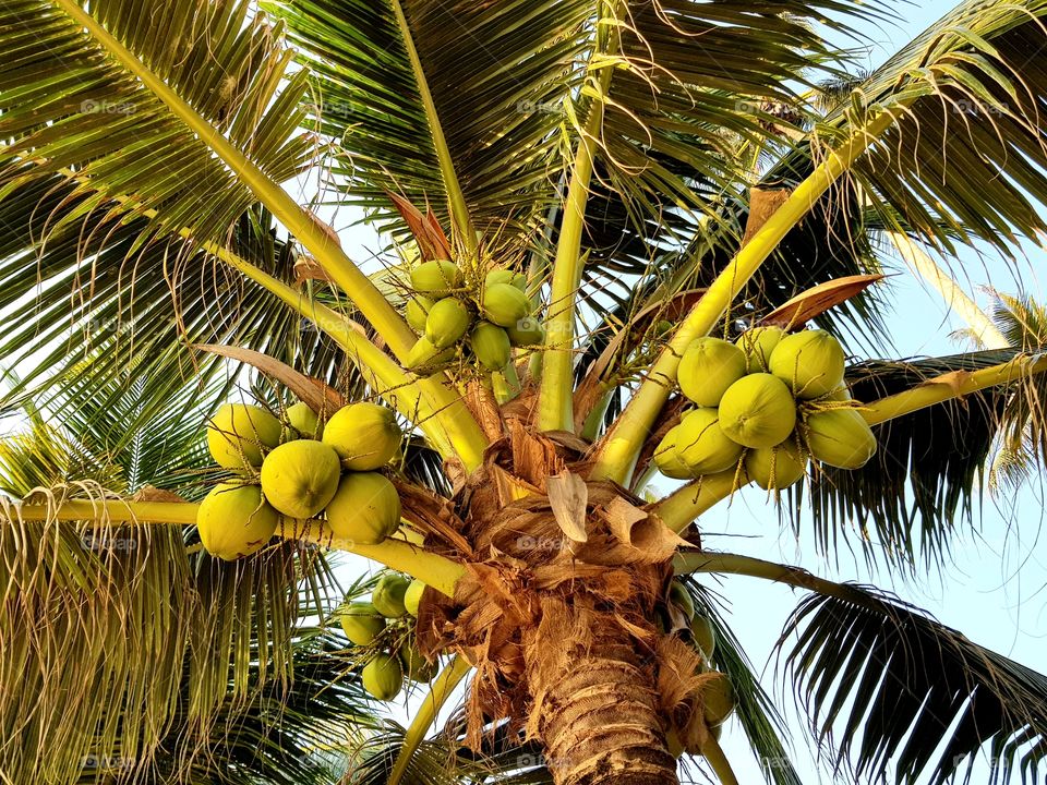 A coconut tree with its products
