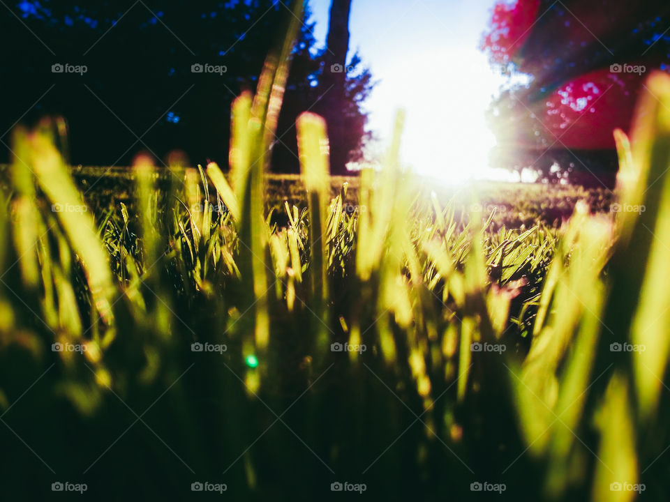 Grass with Sunburst